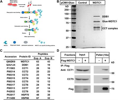 TRiC/CCT chaperonin is required for the folding and inhibitory effect of WDTC1 on adipogenesis